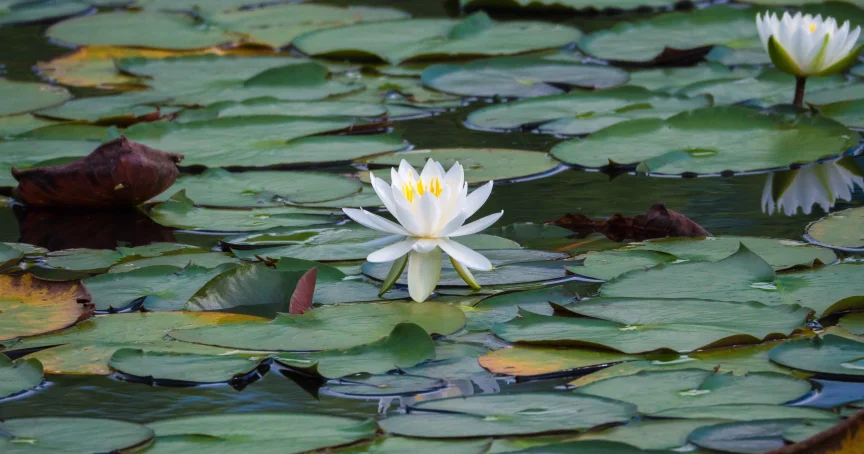 Blockading Pornography Rituals [Quit Porn at the Source]